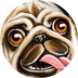 Astro Pug